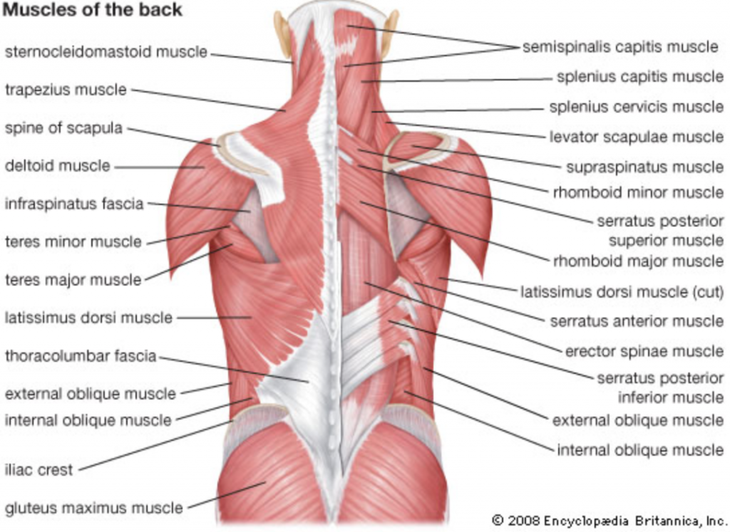 back anatomy
