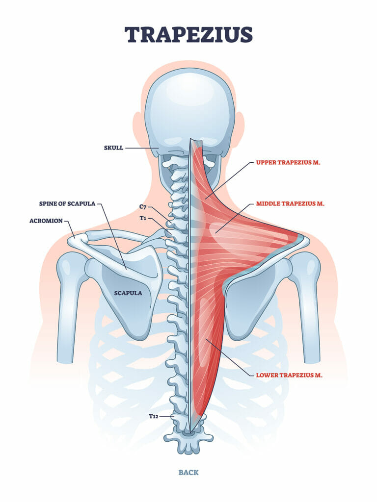 6 Great Middle Back Exercises You Can Do From Home - The Home Gym